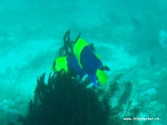 Centropyge bicolor (Blaugelber Zwergkaiserfisch)